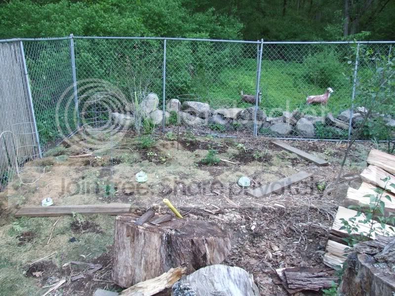 GardenJune1st.jpg
