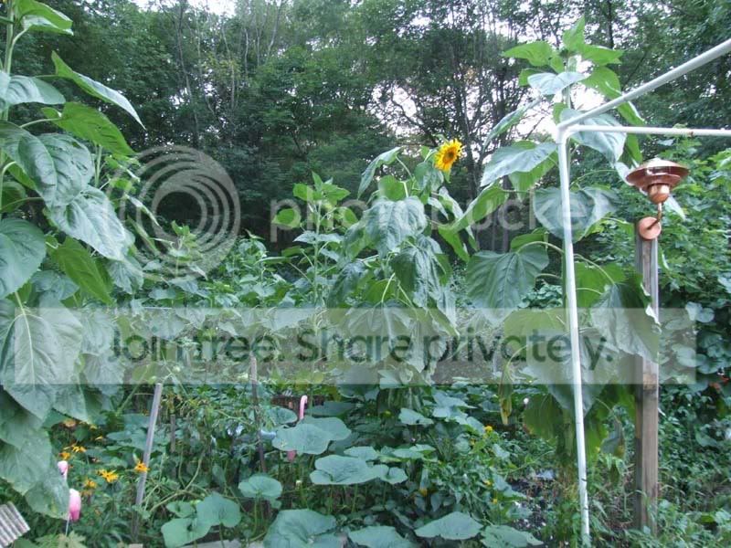 Garden08.jpg