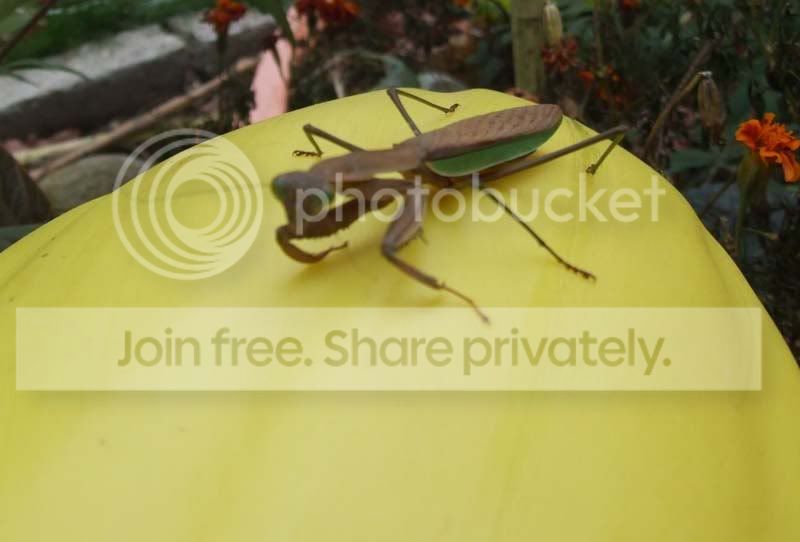 PrayingMantis1.jpg