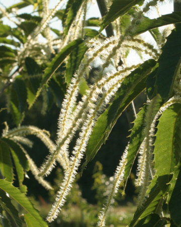 chestnut-bloom.jpg