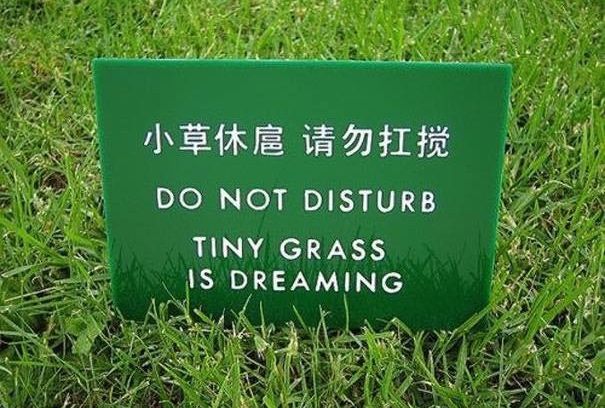 tiny-grass-dreaming.jpg