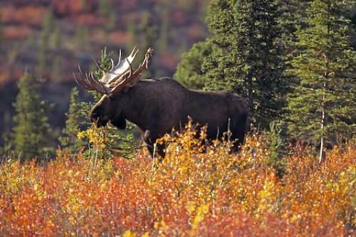bull-moose-57.jpg