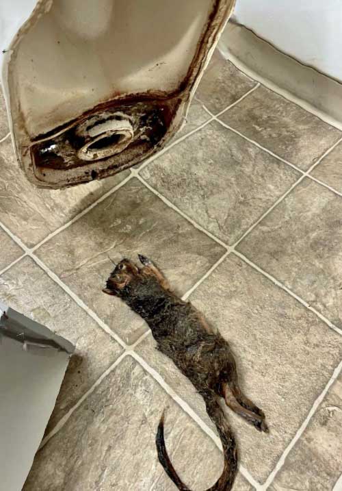 squirrel-in-toilet.jpg